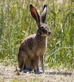 Image result for jack rabbit